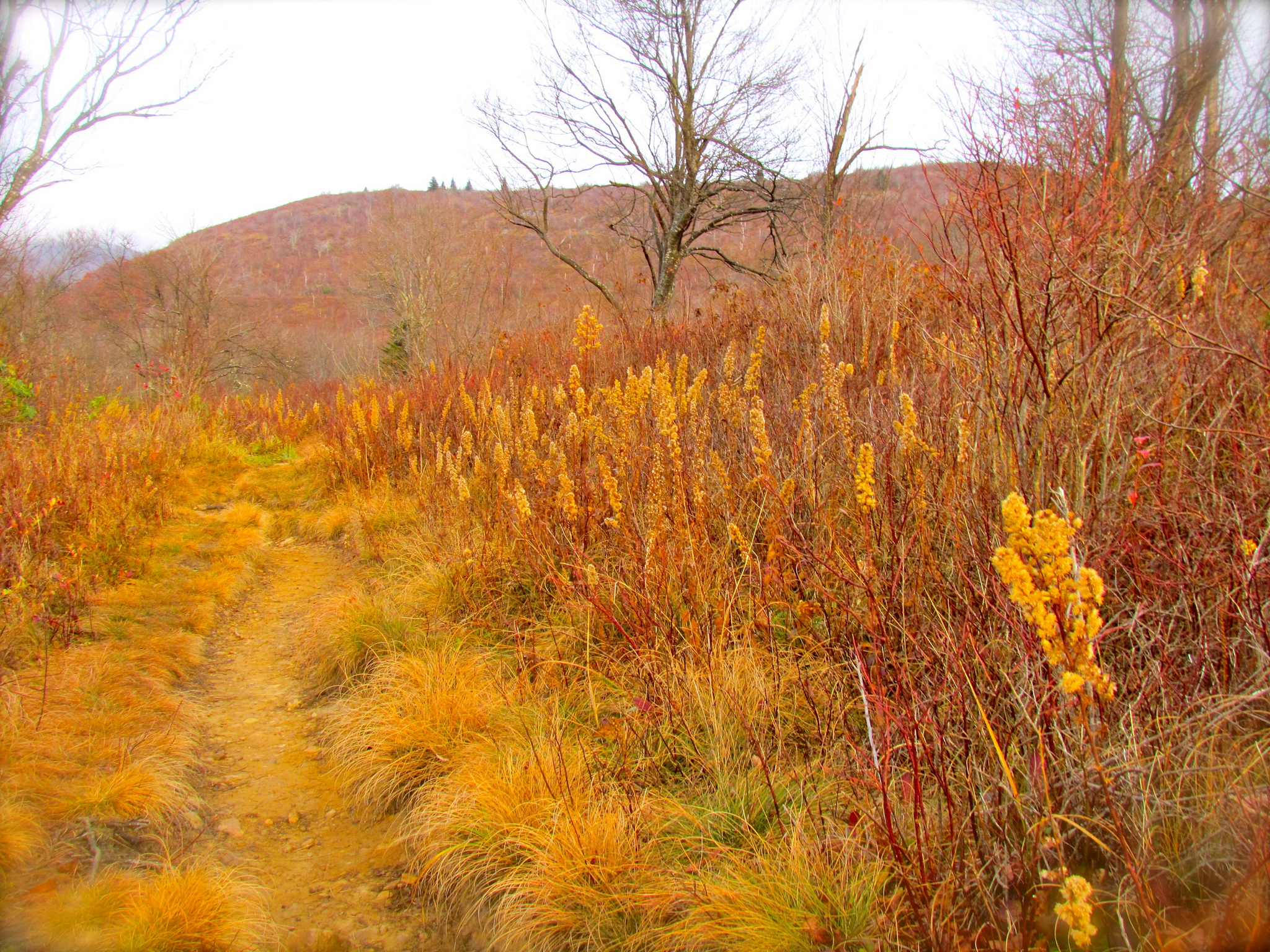 Pisgah National Park by Jeff Gunn, Creative Commons