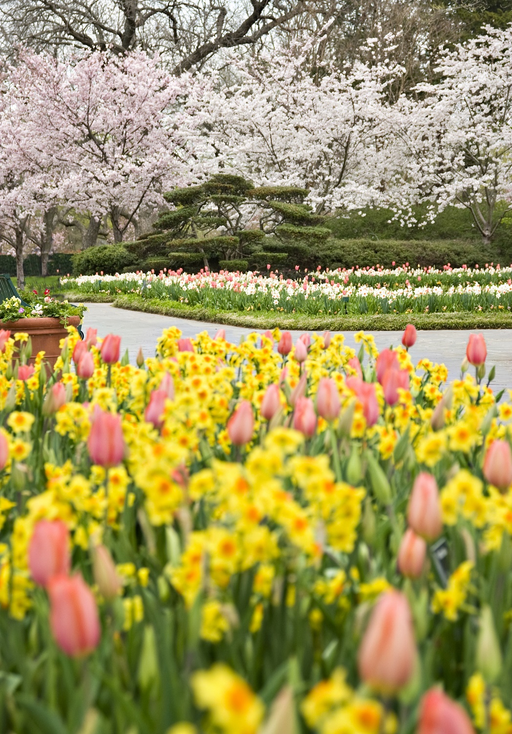 Photo courtesy of the Dallas Arboretum